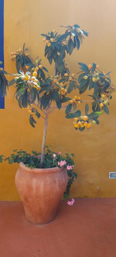 Casa Maestro Lelo - Acogedora Casa Rural Canaria Con Patios Y Jardines De Flores Las Palmas de Gran Canaria Exterior foto